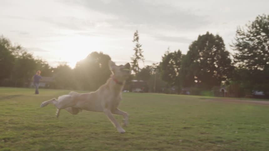 A golden retriever dog playing ball at the park