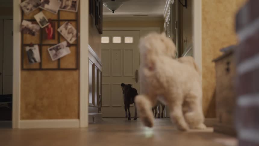 Dogs running to the door