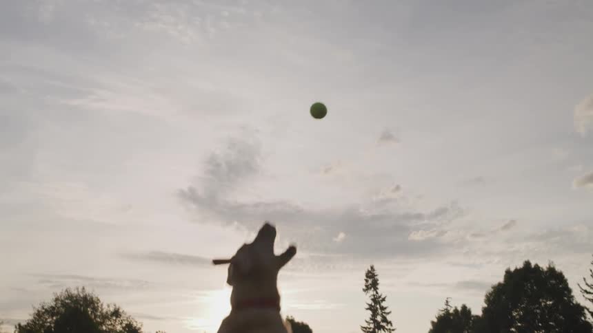 A tennis ball is tossed high into the air and a dog leaps up and catches it in his mouth