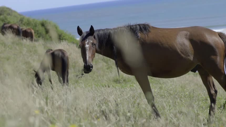 Horses Grazing Peacefully in Green Field Under Soft Natural Light on Sunny Day.