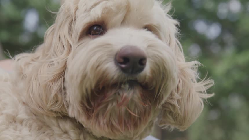 Dog licking his chops outside