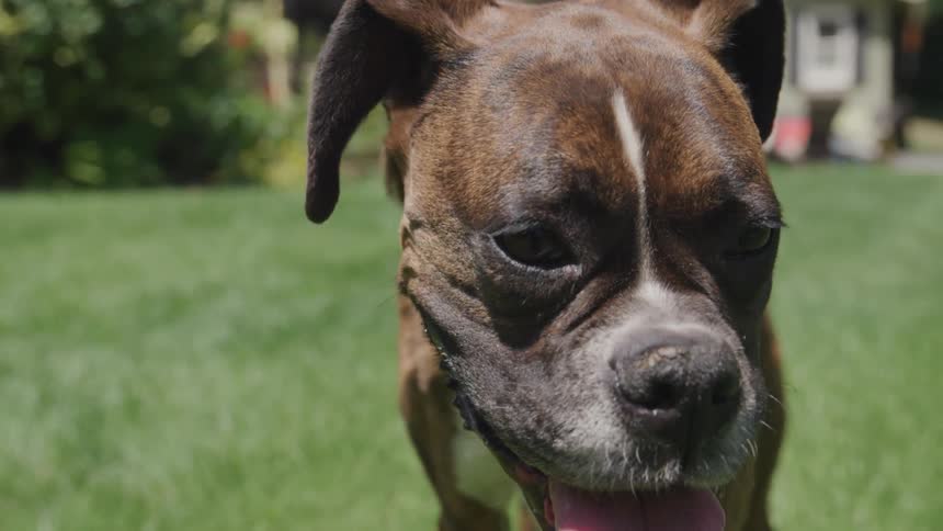 A dog looking into the camera