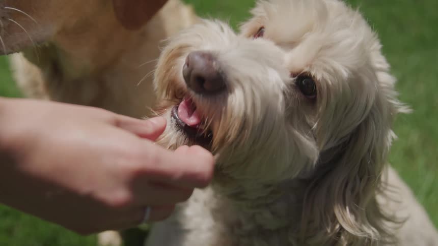 A human gives a dog a treat while another dog watches