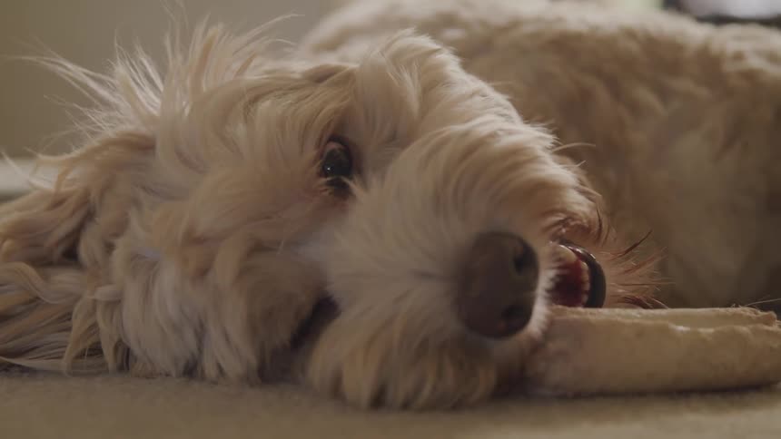 A dog panting while lying on a carpet