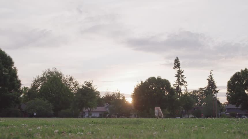 A dog chases and catches a ball outside