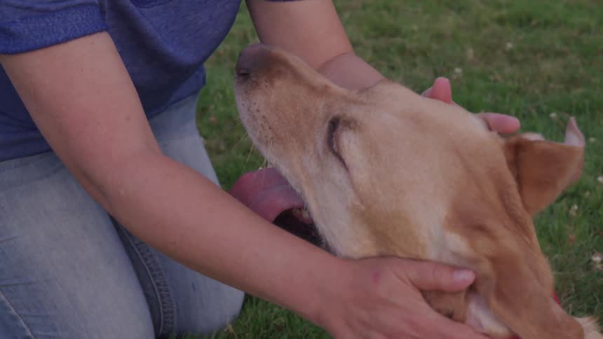 A person is petting their dog outdoors