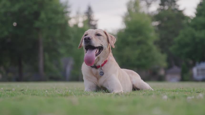 A dog lays on a grassy lawn