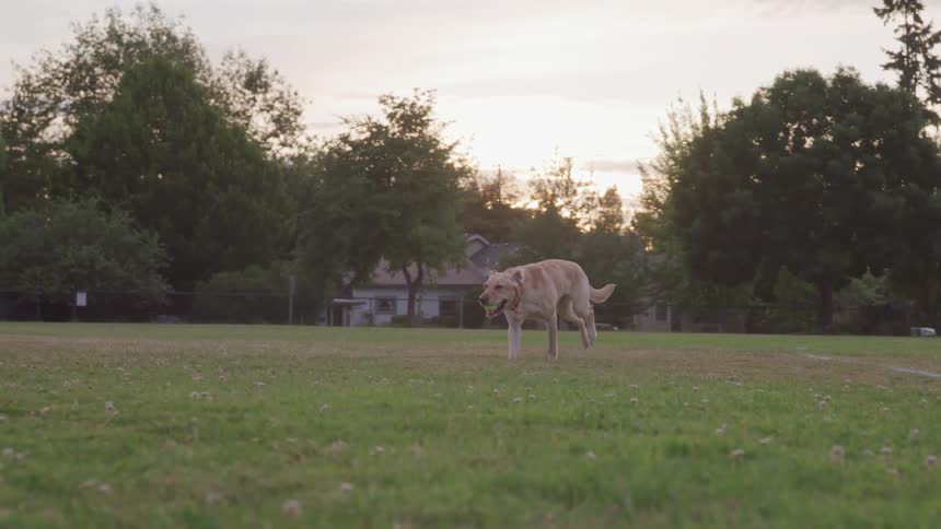 A large dog running on grass with a ball in its mouth
