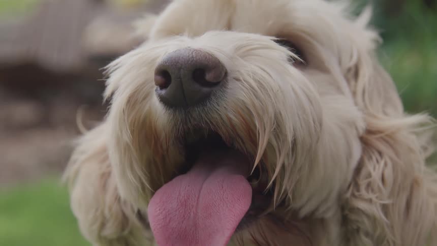 A dog sticks out its tongue