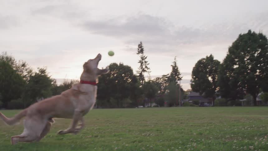 Dog running on lawn catching ball being thrown