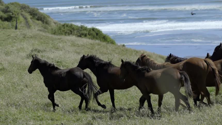 Wild Horses Running Together Across Open Landscape Under Bright Natural Light and Blue Sky.