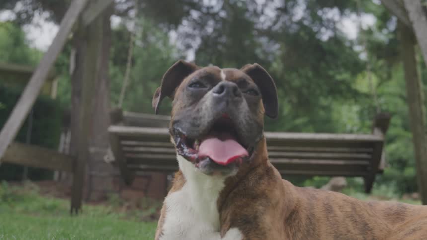 Dog panting in the yard