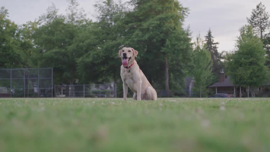 A dog sitting in a field in a neighborhood