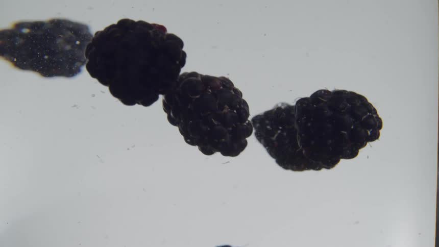 Blackberries dropping in liquid