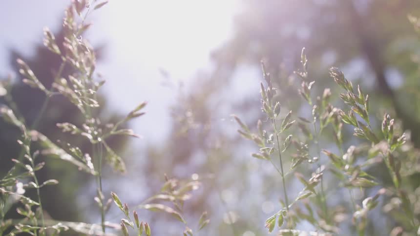 Grass sways in the breeze