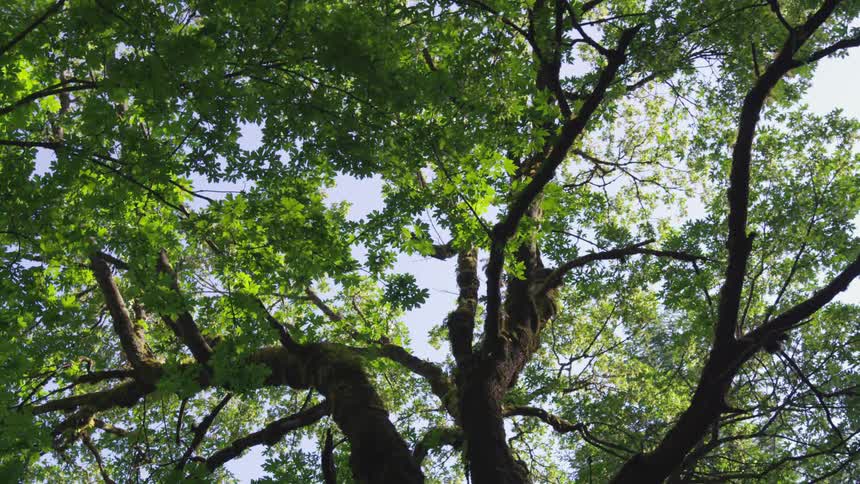 Looking up through some trees on a sunny day