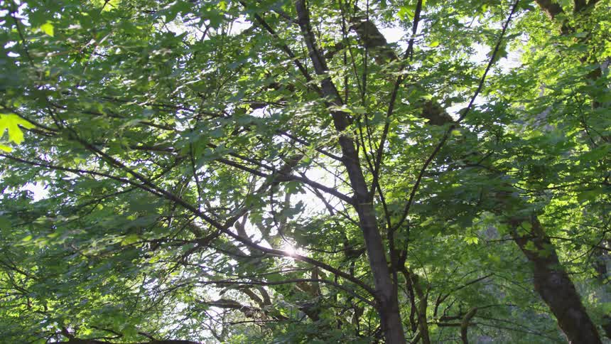 The foliage of a wood on a sunny day