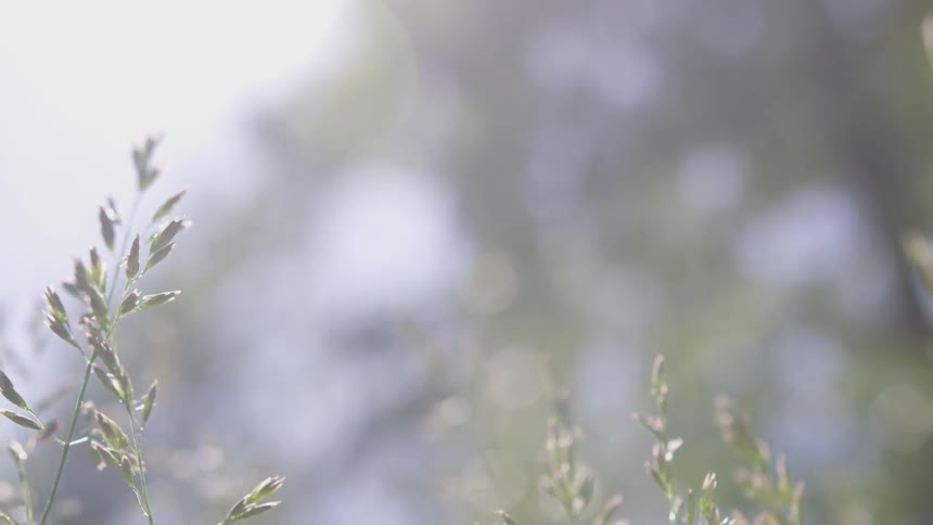 Plants blowing in the wind in the daytime