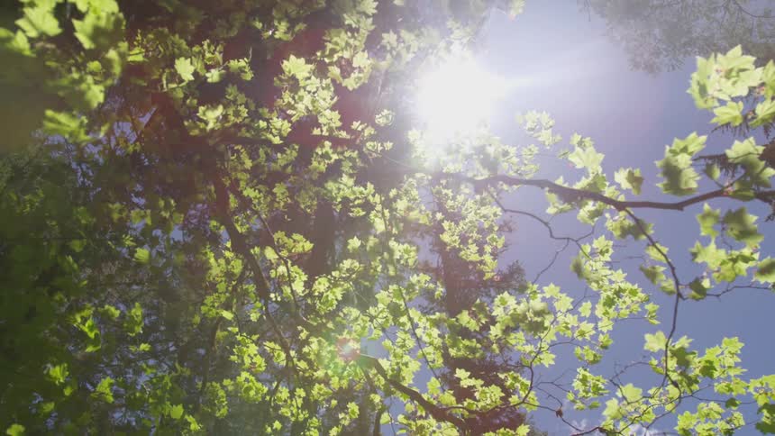 A view of the trees