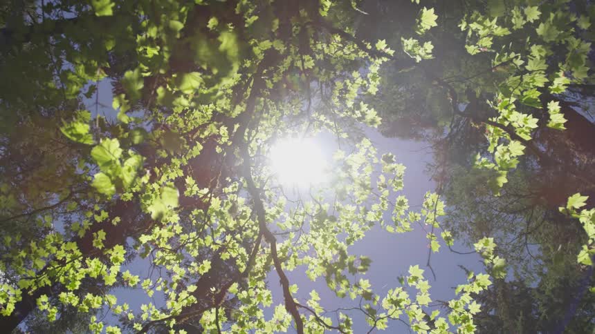 Sunlight filtering through tree branches on clear day