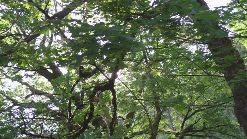 The sun shining through trees