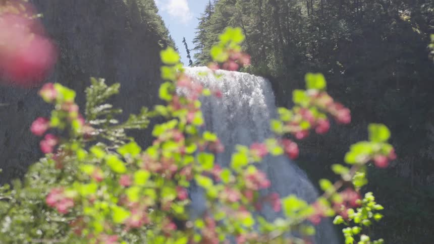Water fall divides forest under bright sunshine
