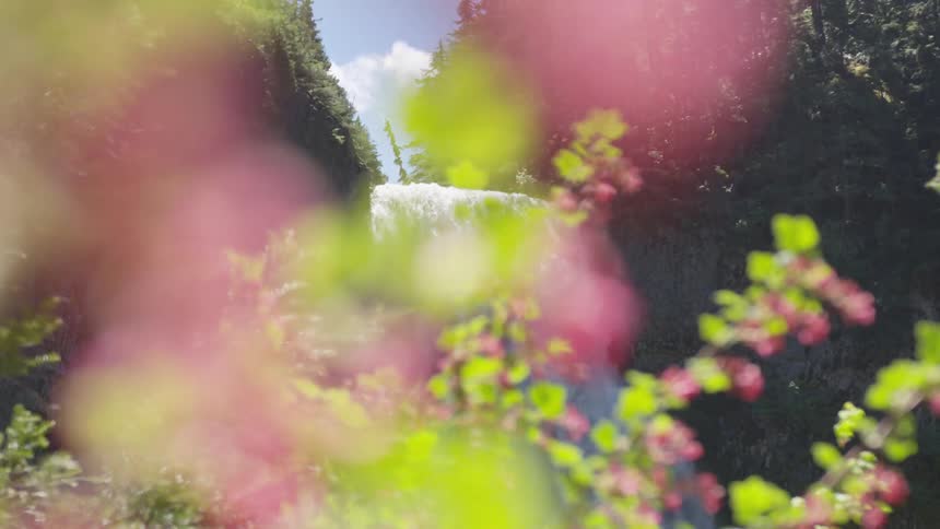A rushing waterfall seen through flowering branches on a sunny day