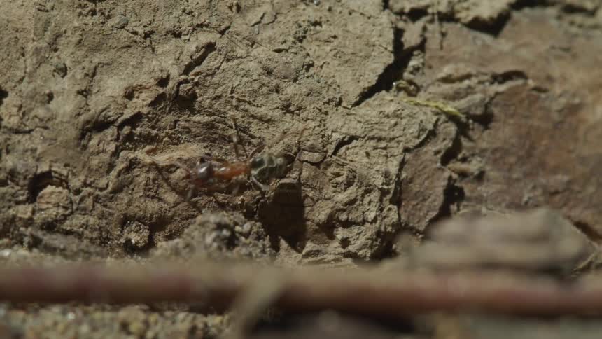 Ant climbing on a tree