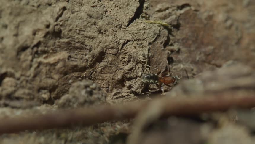 An ant walks across a tree trunk