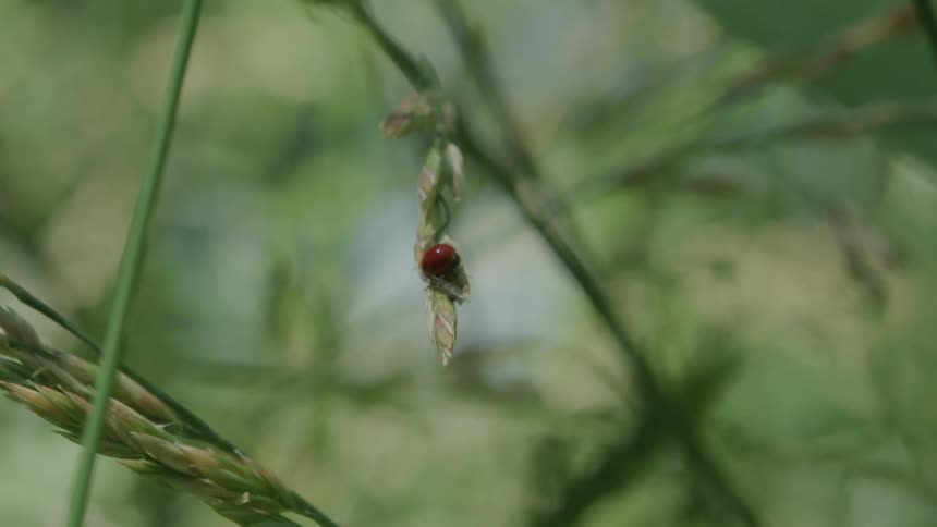 A ladybug clings to a bouncing leaf
