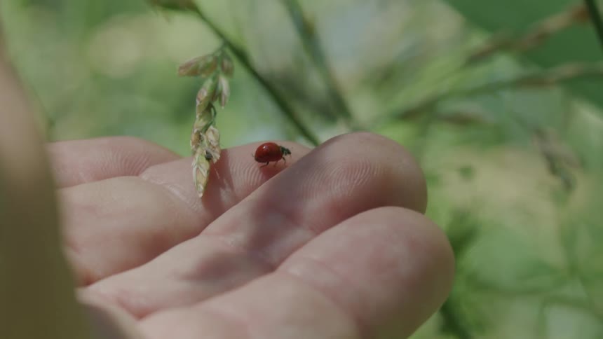 A red ladybug walks across a hand placed under a leaf