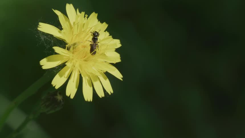 A black winged bug stands on a yellow flower