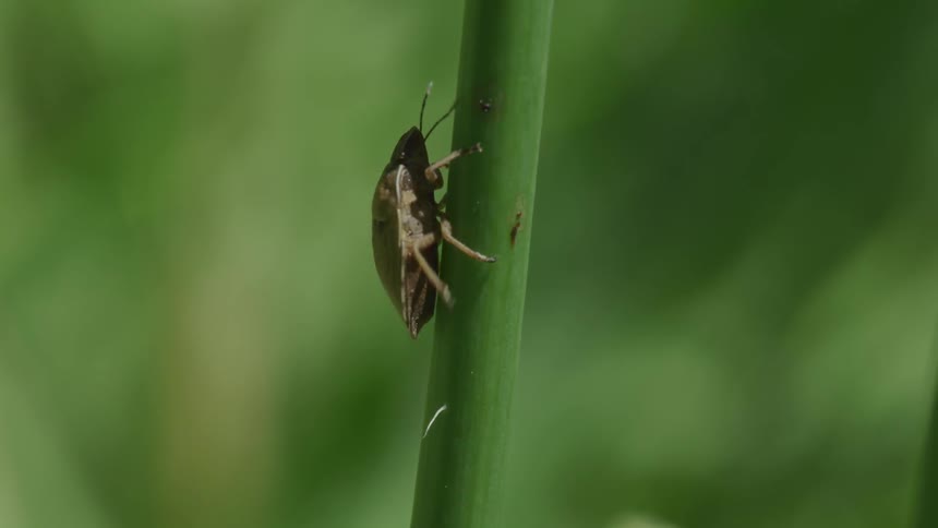 An insect crawls up the stem of a plant