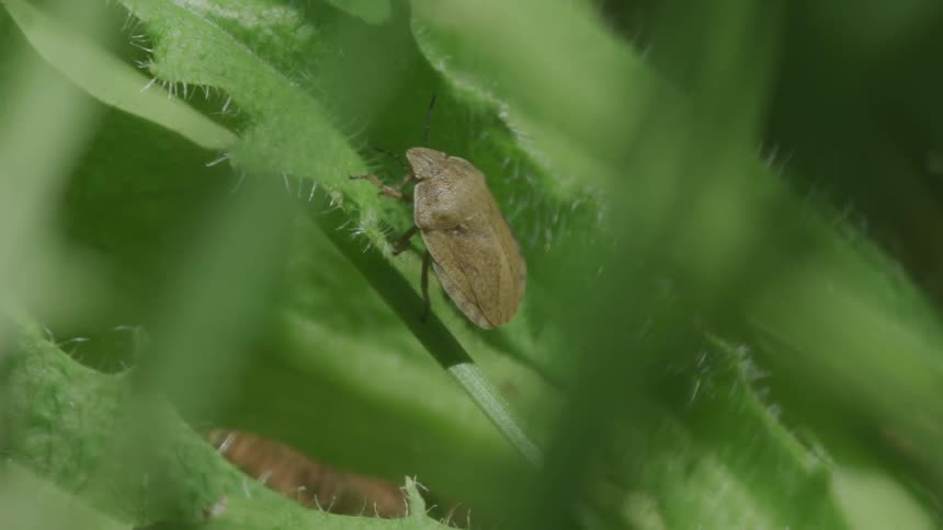A beetle sits on leaves