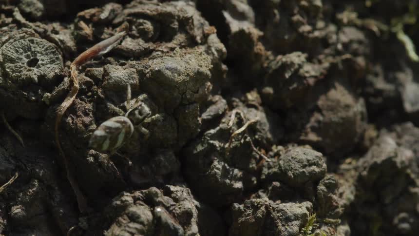 A spider with a large abdomen crawls across some rocks