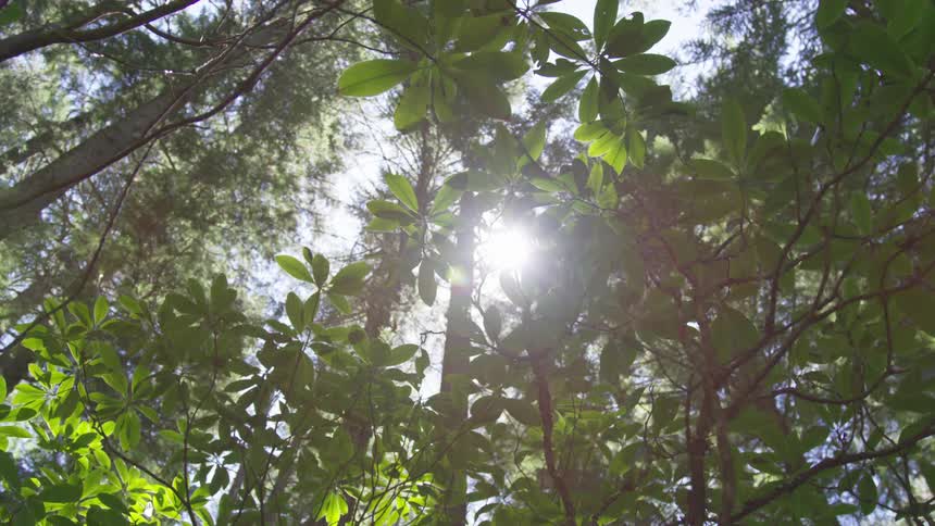 Trees in a forest