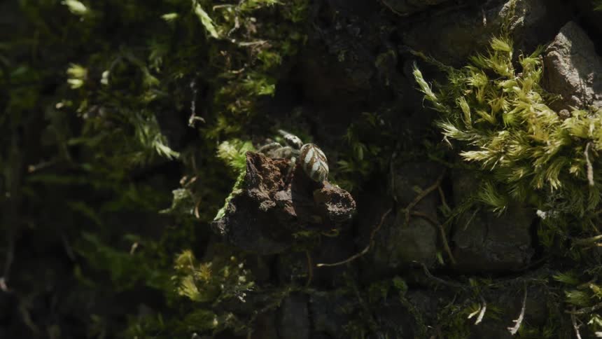 Spider in a branch