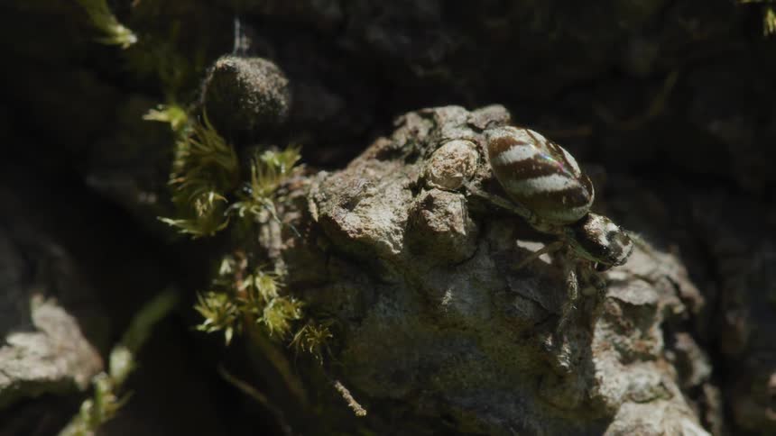 A spider crawls on bark