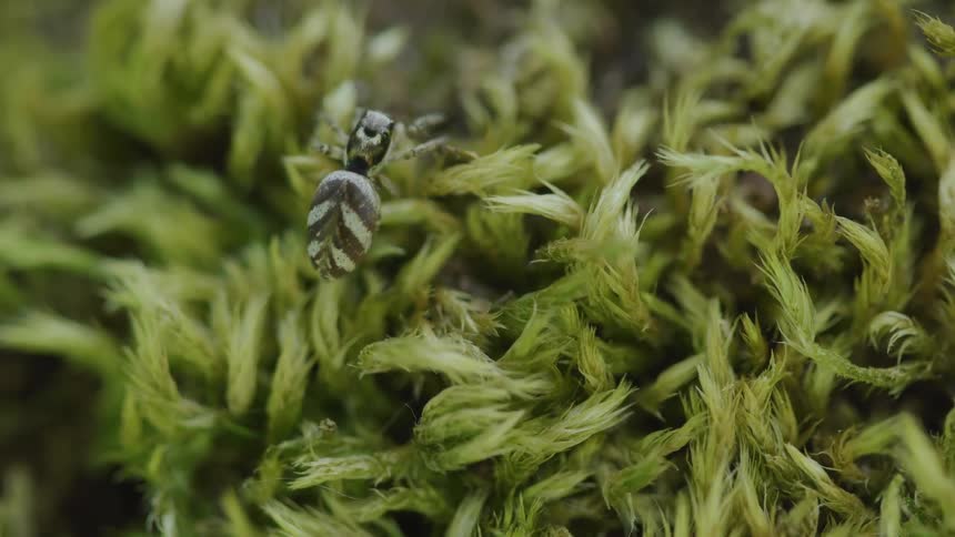 A bug climbs the plant