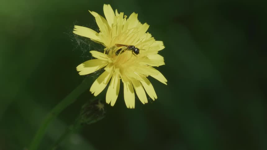 A small wasp crawling on a flower before flying away