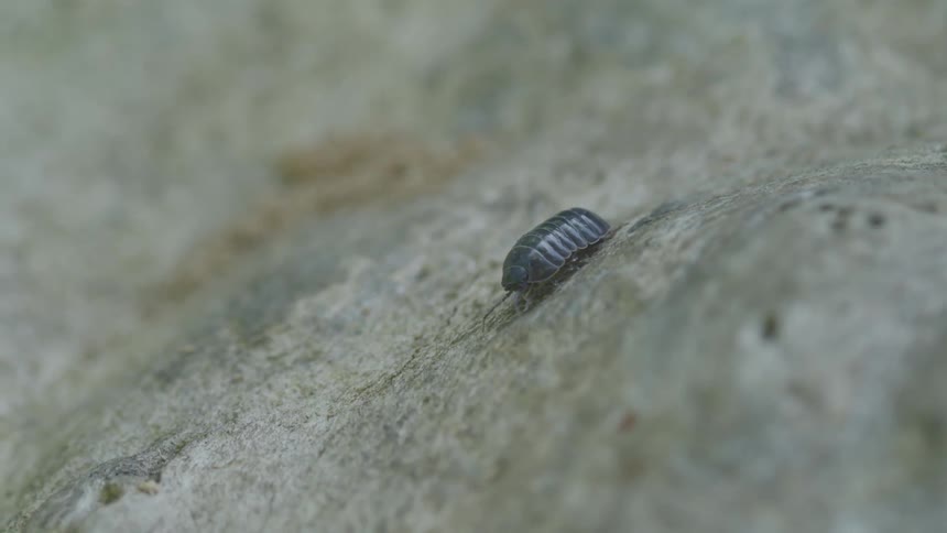 A bug walks down the rock