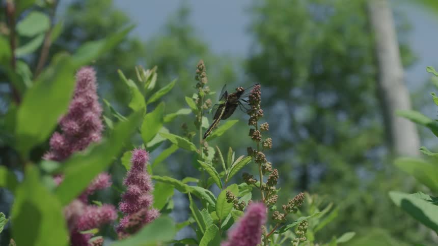 Bug on a flower