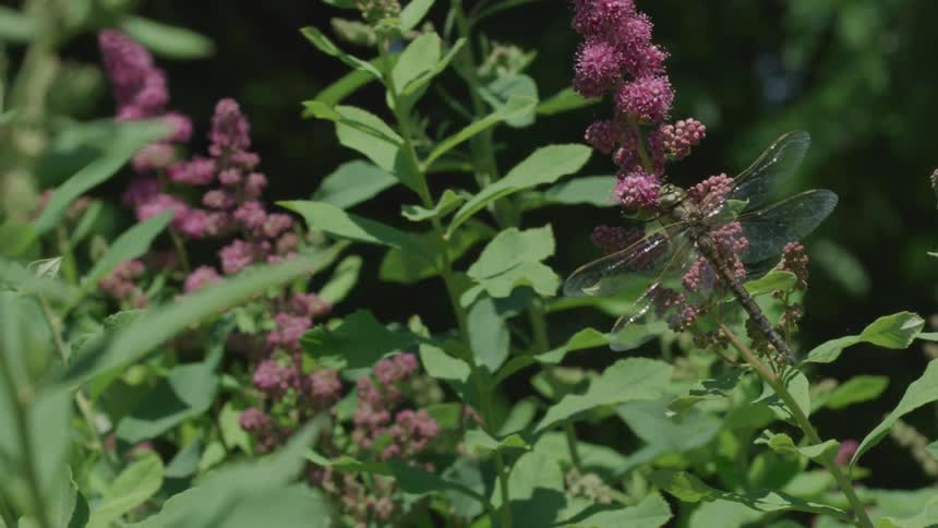 Plants and flowers that are blowing in the wind
