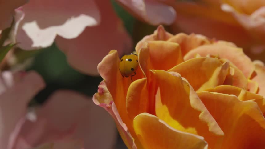 A ladybug crawls between petals on a flower