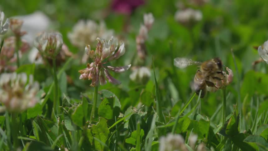 Honey bee sups from one of multiple clover flowers