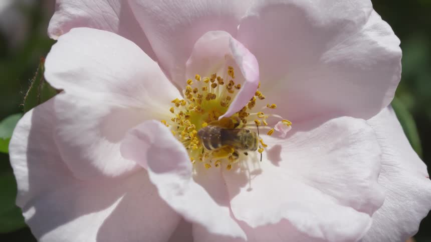 A bee eating nectar from the center of a white flower