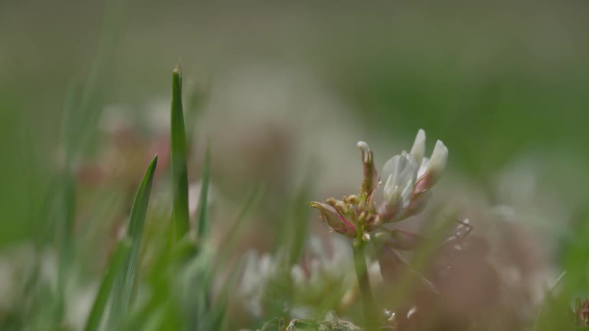 A bee is sucking a flower