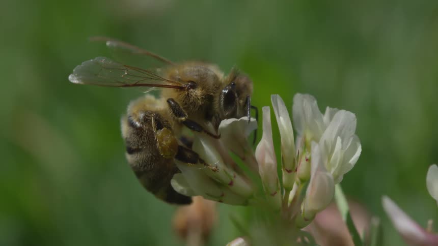 A bee is pollinating a flower