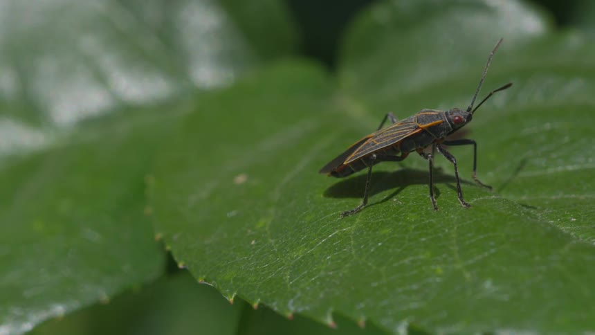 Box elder bug on a leaf