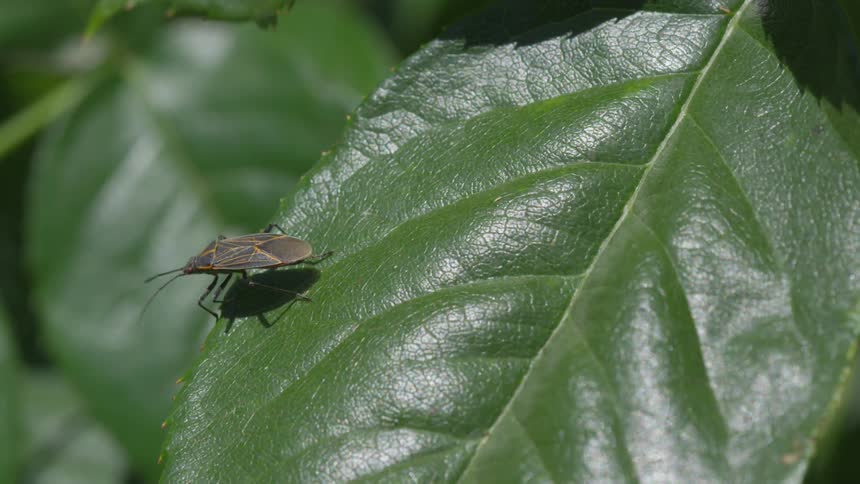 Box elder bug on a leaf